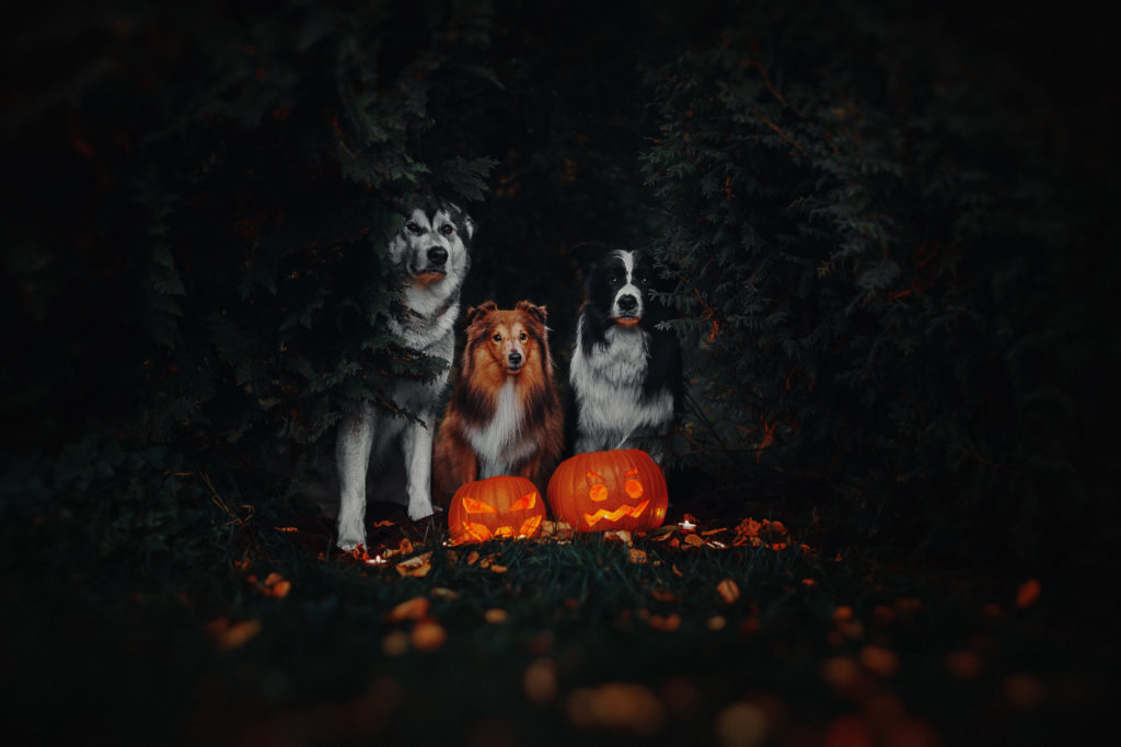 posing dogs for halloween in simple costumes