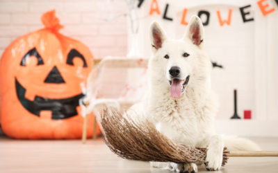 Ultimate Halloween Survival Guide For New Puppy Parents & Dog Owners