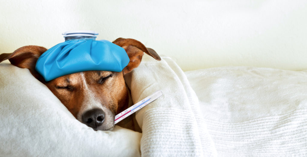 little pup with icecubes and a thermometer - luckily a lot of this isn't actually necessary