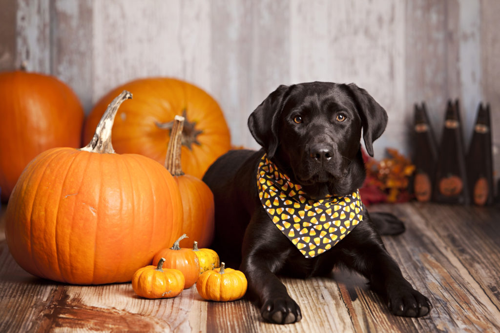 labrador here posing with a halloween themed bandana, being part of the fun without being uncomfortable in a costume