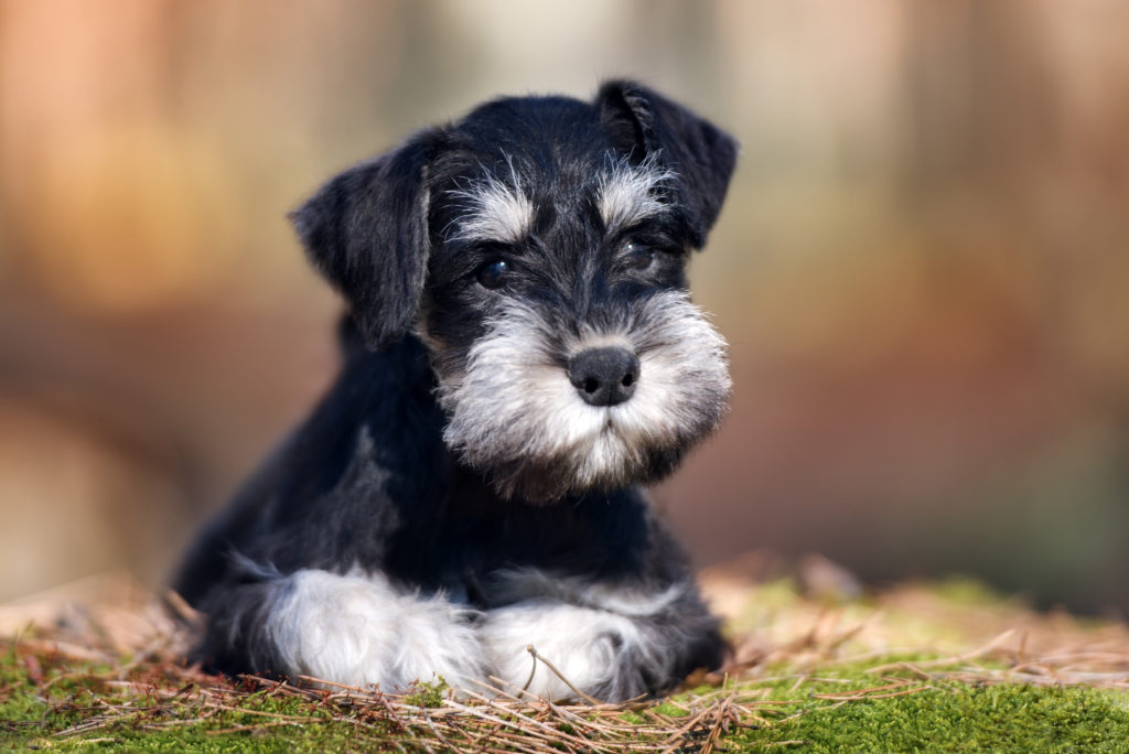 Cute Miniature Schnauzer puppy