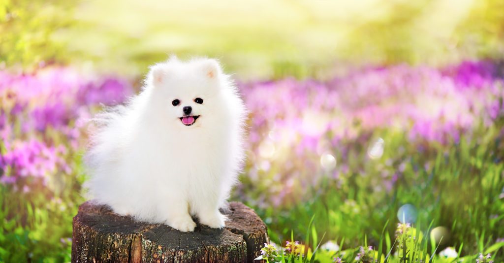Cute pomeranian puppy.Deciding when to spay or neuter your Pomeranian e is a big decision