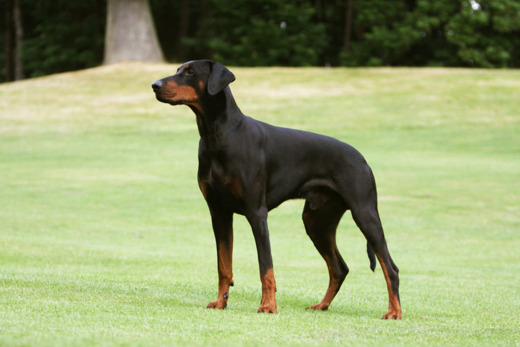 When is the best time to spay or neuter my Doberman Pinscher