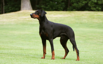 When Is The Best Time To Spay Or Neuter My Doberman Pinscher?