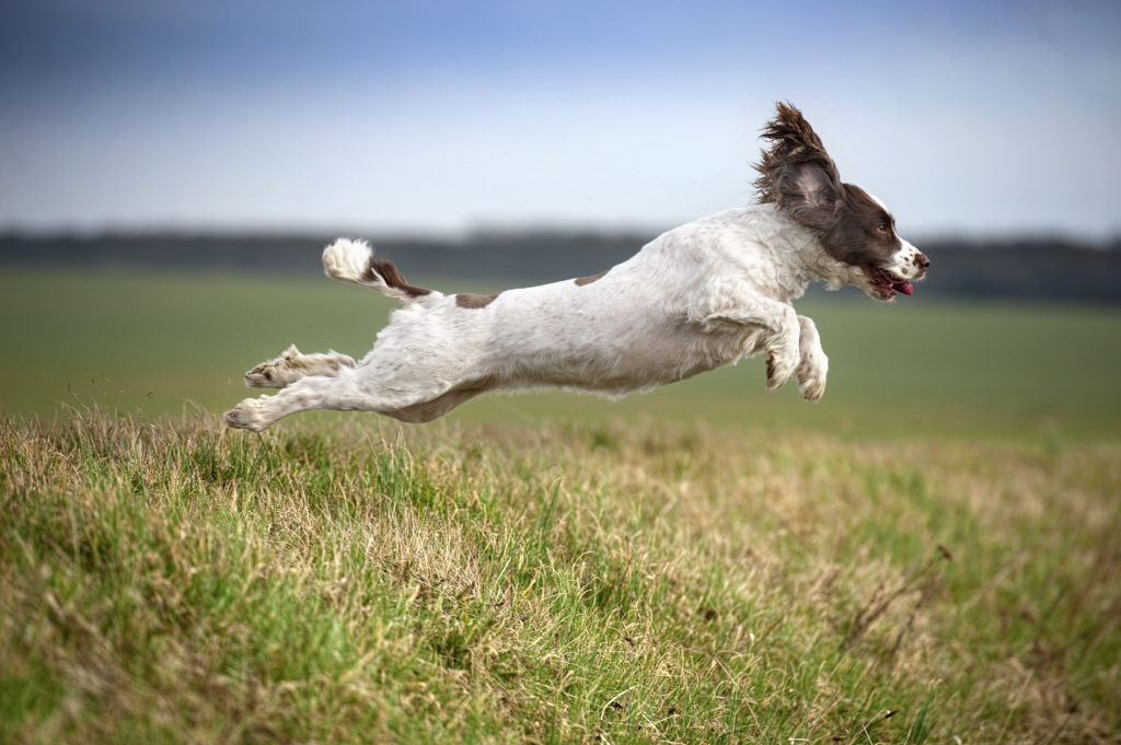 Spaying or neutering a English Springer Spaniel is a big decision, it's best that they are responsibly bred