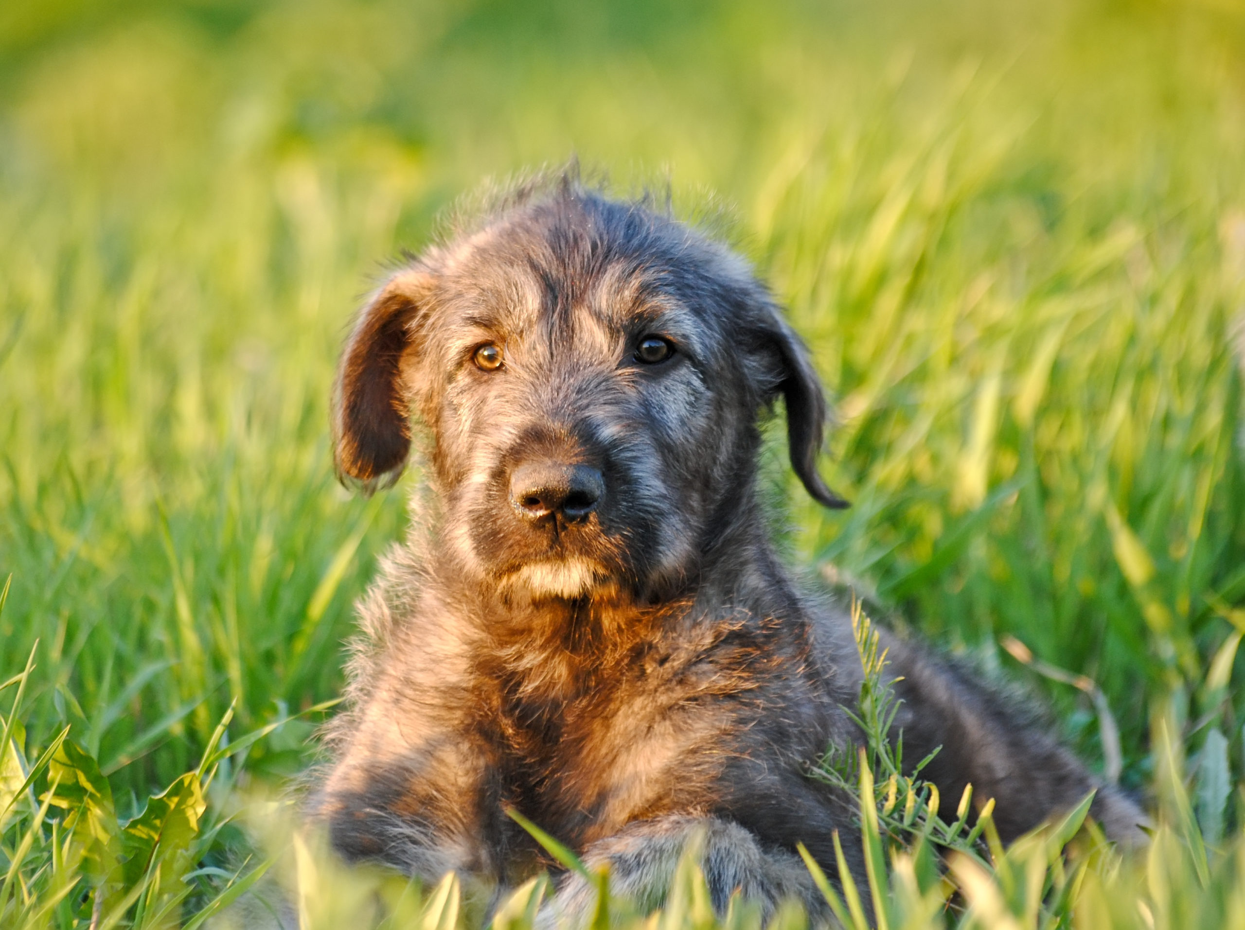 Irish wolfhound puppy