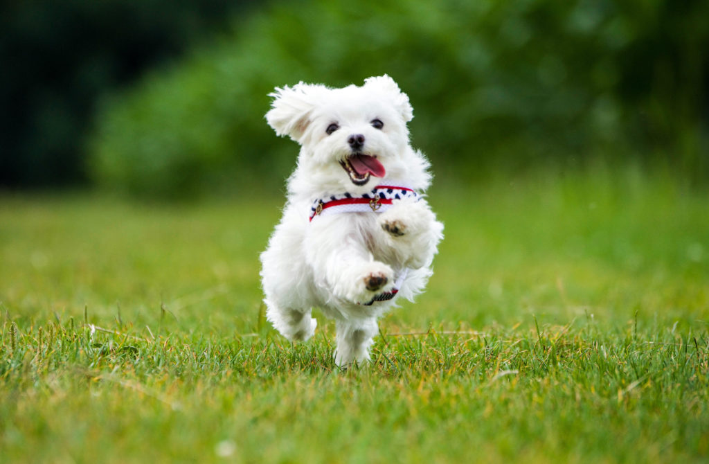 Maltese puppy running in the grass.