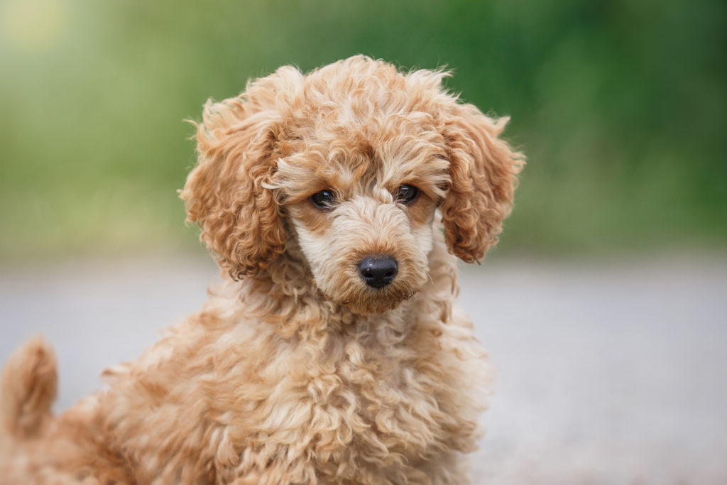 Miniature poodle .Deciding when to spay or neuter your Miniature Poodle  is a big decision, it's best that they are responsibly bred