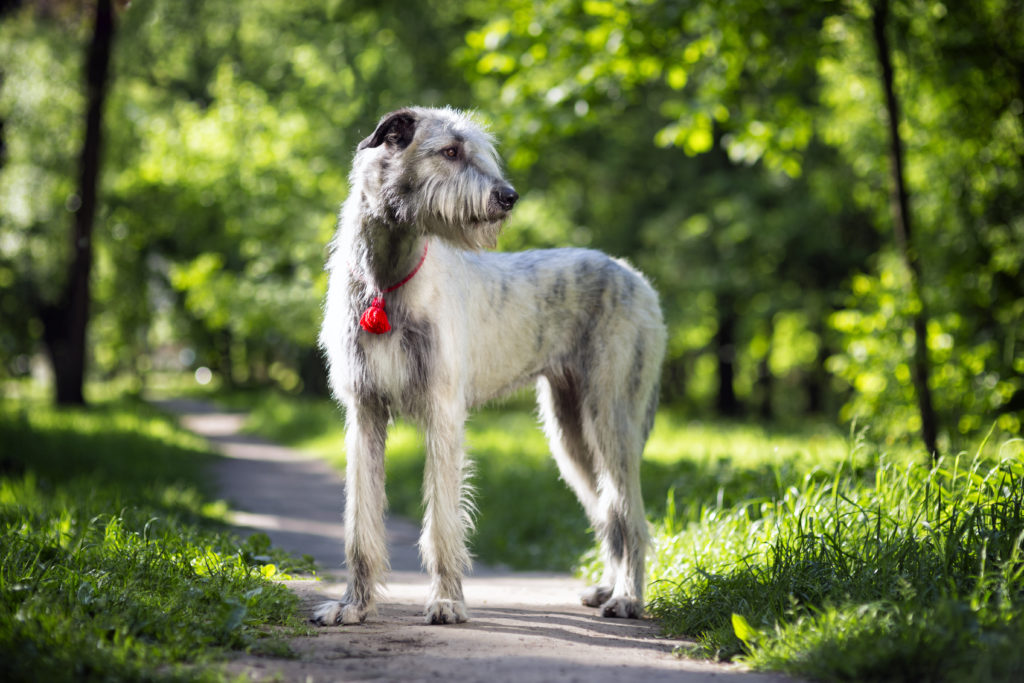 When is the best time to spay or neuter my Irish Wolfhounds