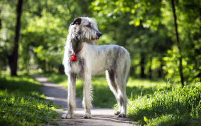 When Is The Best Time to Spay Or Neuter My Irish Wolfhound?