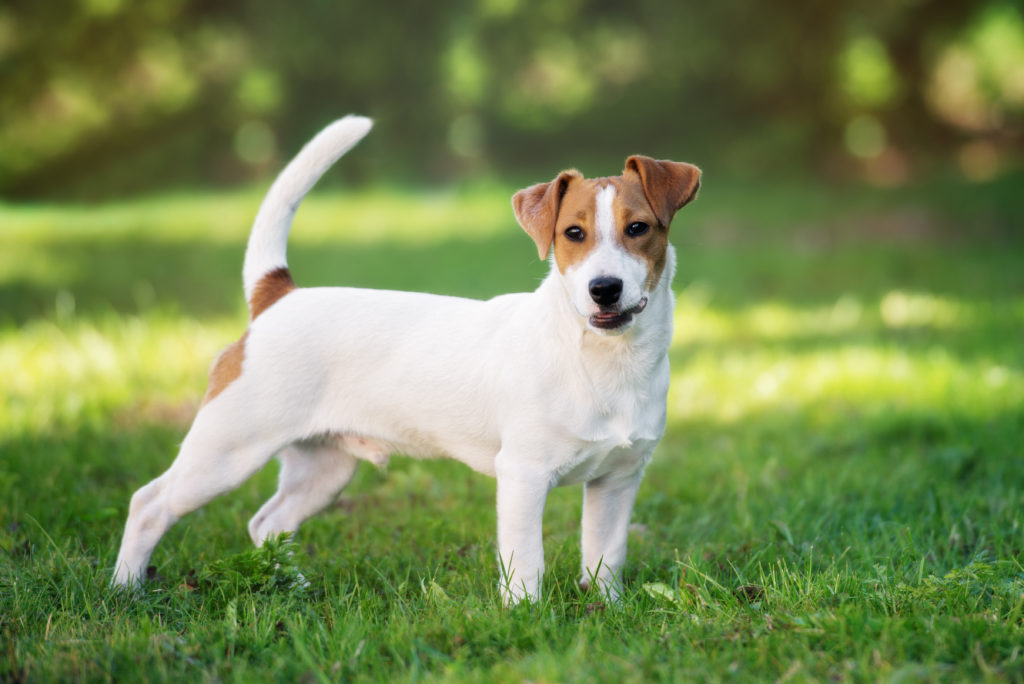 When is the best time to spay or neuter my Jack Russell Terrier