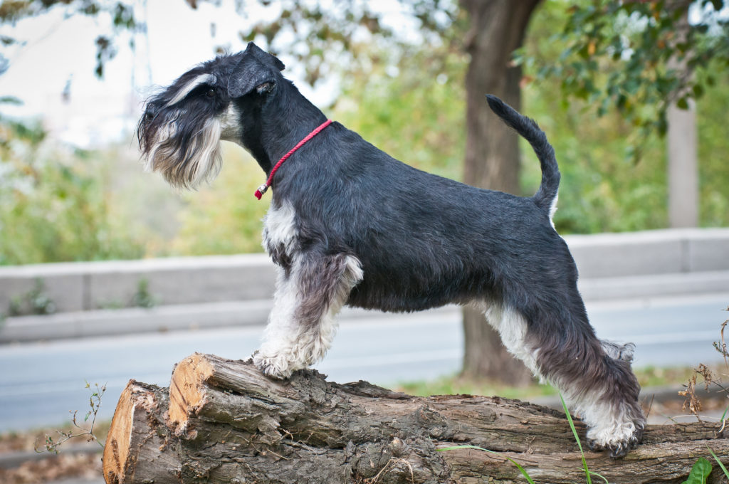 When is the best time to spay or neuter my Miniature Schnauzer