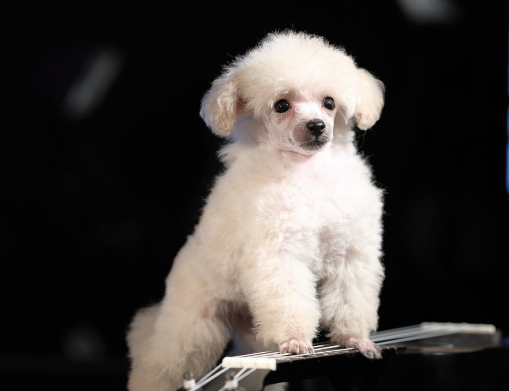 When is the best time to spay or neuter my toy poodle