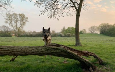 A Simple Introduction To Parkour For Dogs!