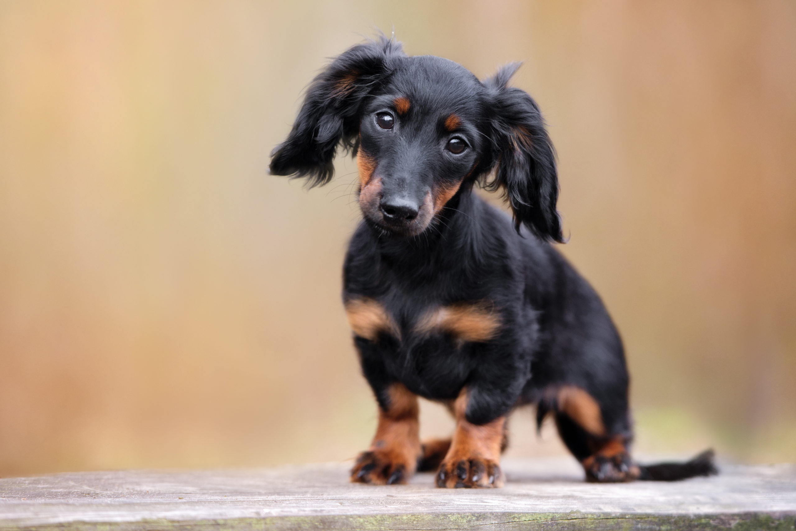 dachshund puppy being adorable