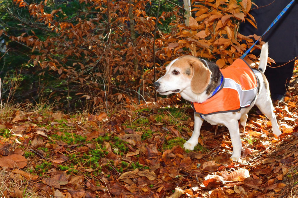 High Vis is a great way to keep your dog extra safe for dark walks