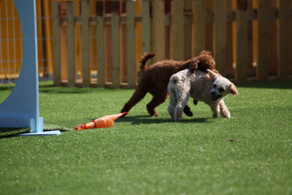 two poodles playing at daycare