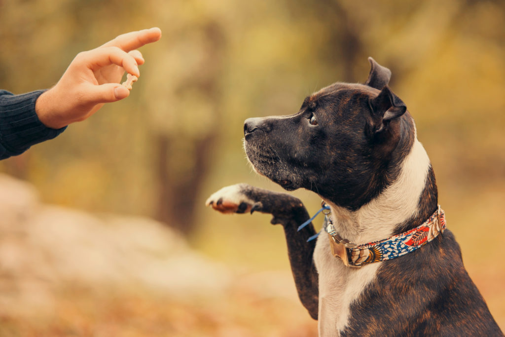 using treats is the most common way of teaching in positive reinforcement based dog training