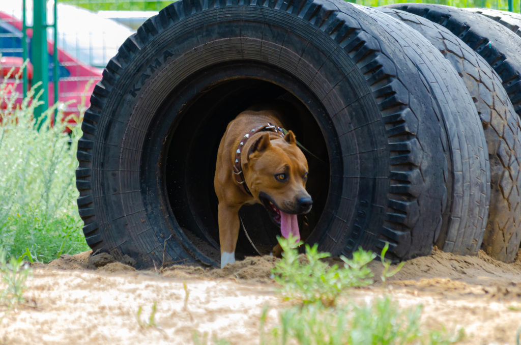 Bully type dog moving through a large tyre! Doggy Daycare can offer a lot of new, stimulating environments for our dogs 