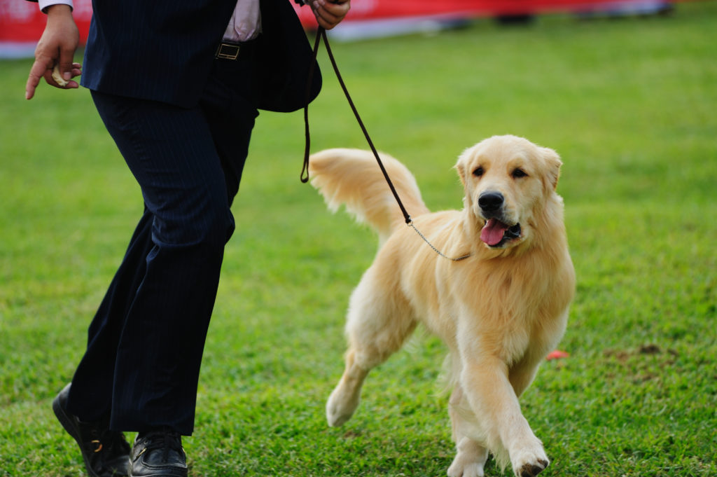 Showing a golden retriever is a great example of titles that help 'qualify' a good bitch or dog
