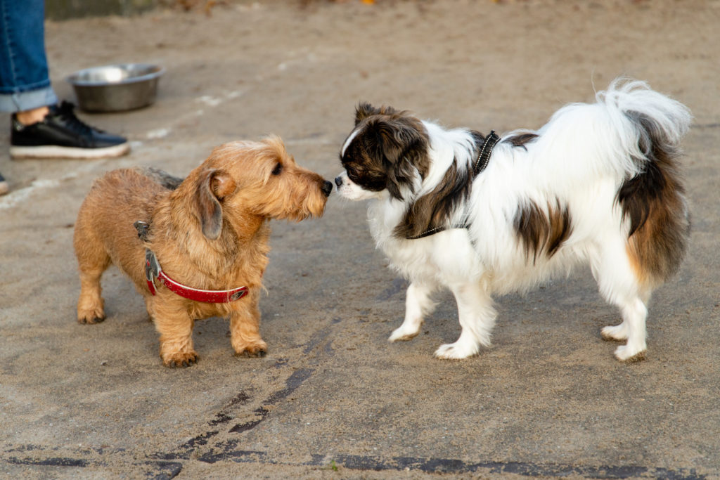 Greetings are difficult - how does your doggy daycare manage them?