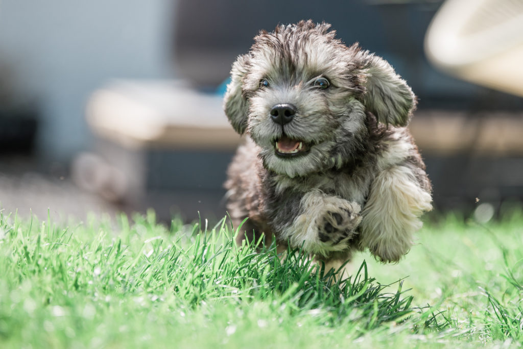 could the dandie dinmont terrier be your dream match?