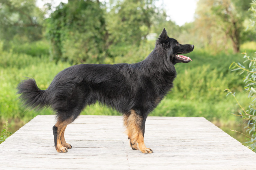 A Bohemian Shepherd, a gorgeous, smaller, slightly healthier version of the German Shepherd - but with less temperament issues, typically...