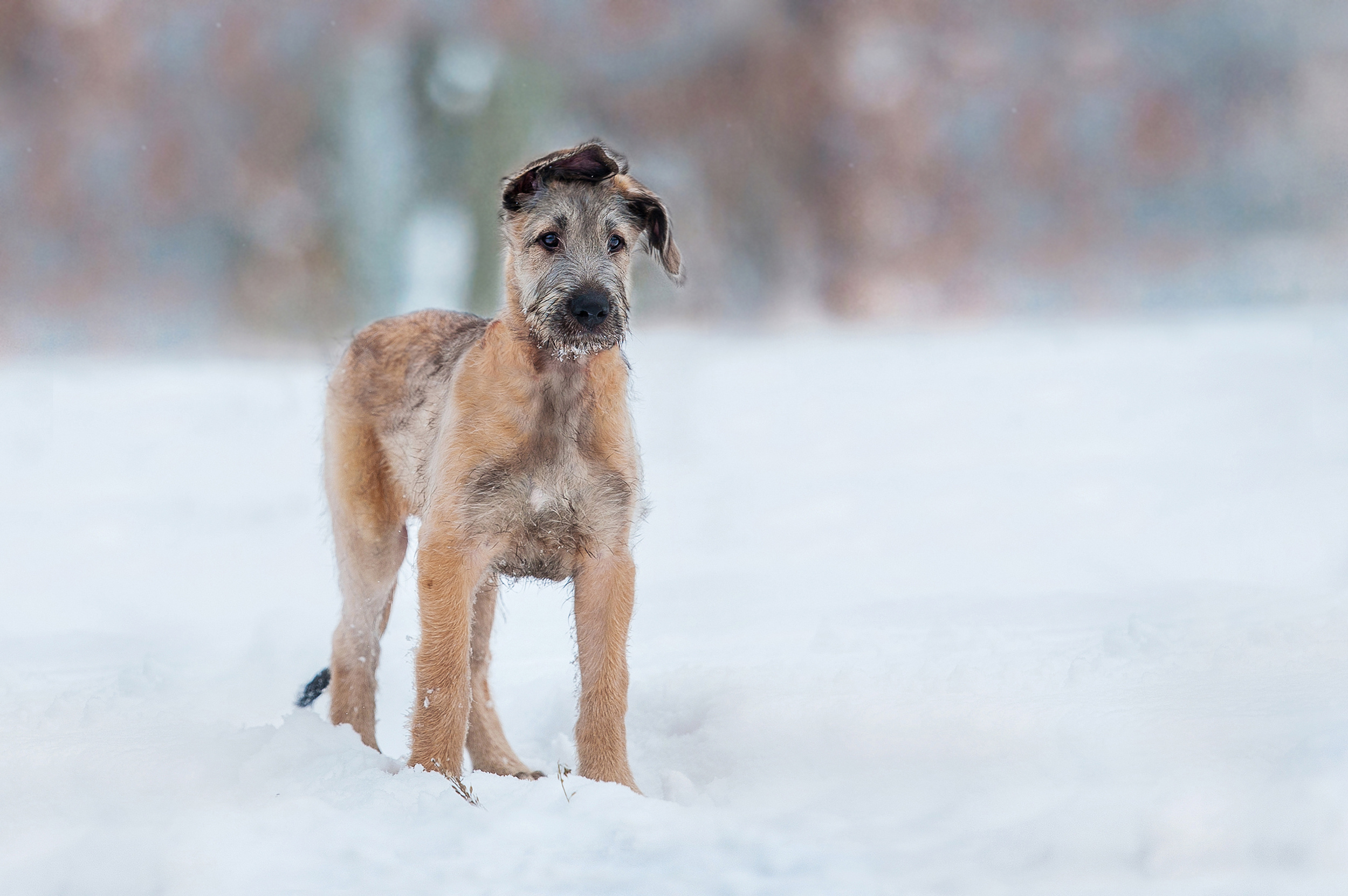wolfhound puppy in the snow