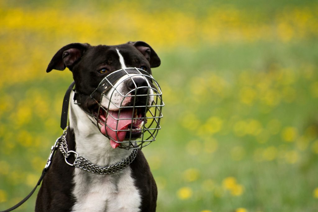 a bull breed wearing a nicely sized basket muzzle