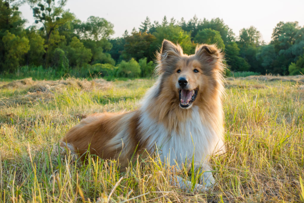 a young rough collie posing in the grass