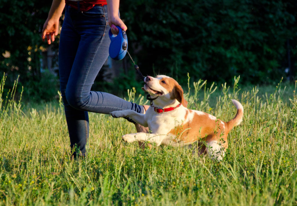 Beagle on a flexi-leash retractable leash lead