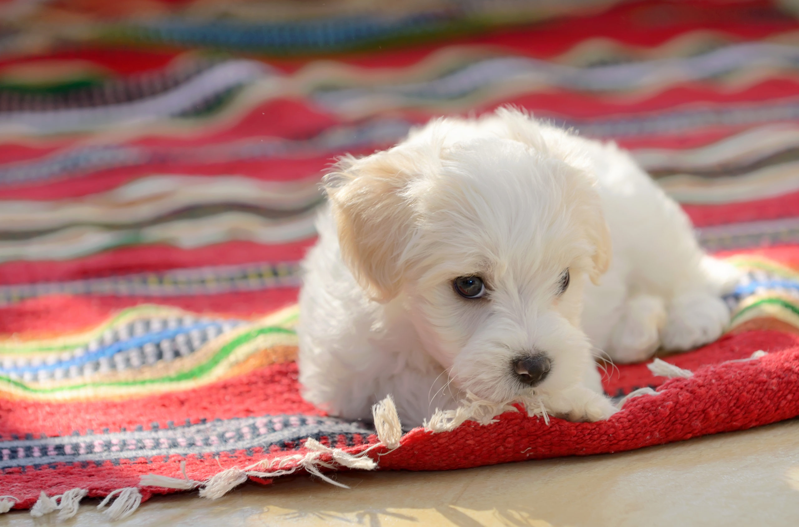 maltese puppy