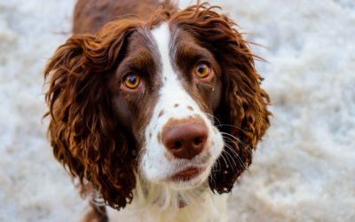 When Is The Best Time To Spay Or Neuter My English Springer Spaniel?
