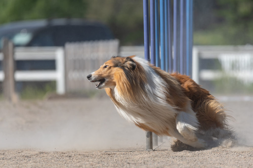 a rough collie is a wonderful agility dog