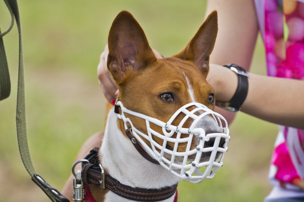 Basenji wearing a white plastic basket muzzle - muzzles like this are rarely recommended