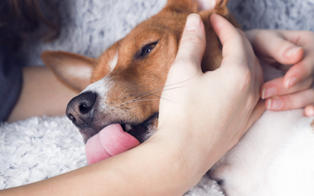 Cortisol Breaks: How To Decrease Stress After A Dog Fight