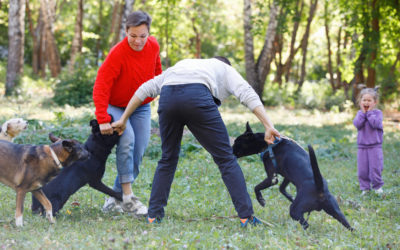 About Cortisol & What To Do After An Incident With Your Reactive Dog