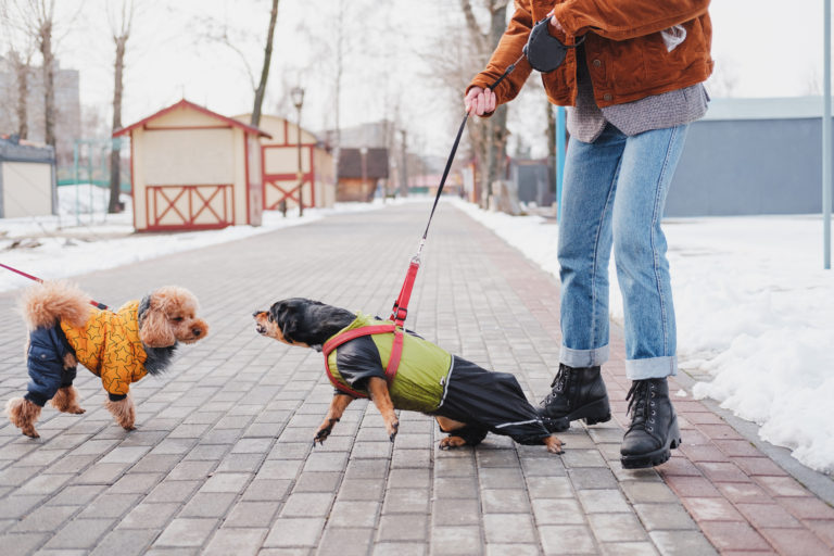 Flooding Your Dog: A Controversial Training Technique Explained