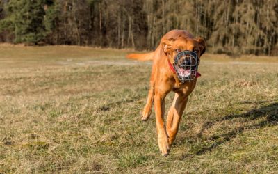 How To Fit A Muzzle For Your Dog – The Complete & Correct Way