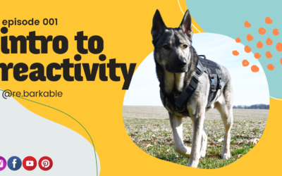 What Is a Reactive Dog? Signs, Causes & What It Really Means