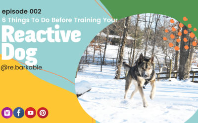 6 Things To Do Before Training Your Reactive Dog