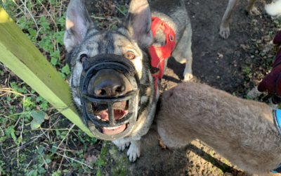 Baskerville Ultra Dog Muzzle – An Honest Review