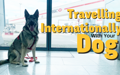 International Travel With Your Dog & 8 Tips To Get It Right!