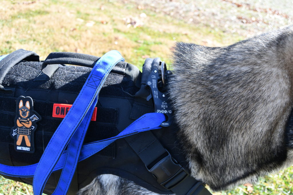 the tactipup extreme leash attached to the onetigris destroyer harness