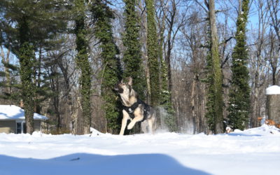 Dogs in Cold Weather: Winter Walks, Road Salt and Hypothermia Safety