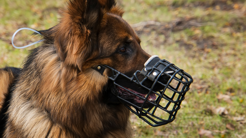 Muzzled German Shepherd wearing a polymer coated muzzle, do you think this dog experiences a lot of stigma?