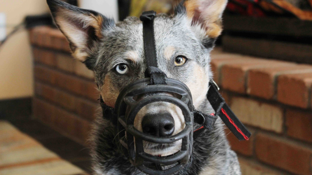 mixed breed dog wearing a baskerville ultra muzzle
