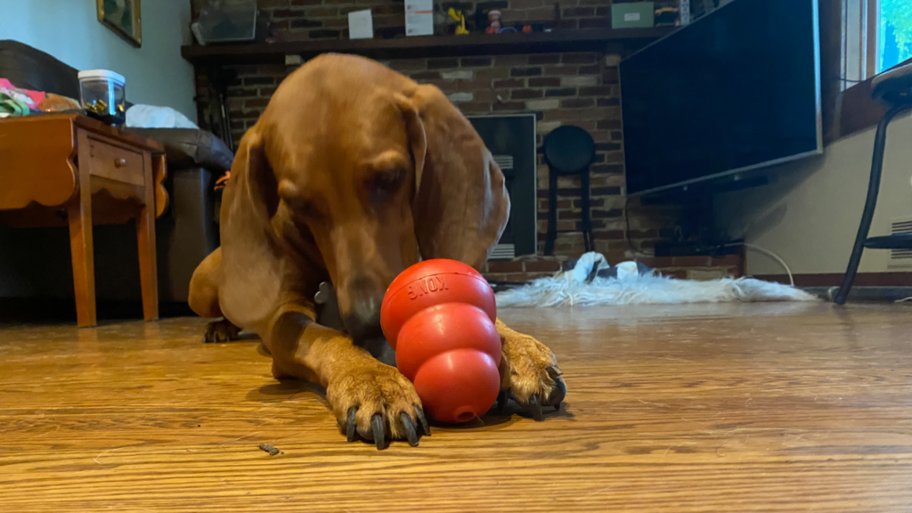Shelby using her kong - she loves these and they create a wonderful  moment of relaxation for a high energy dog