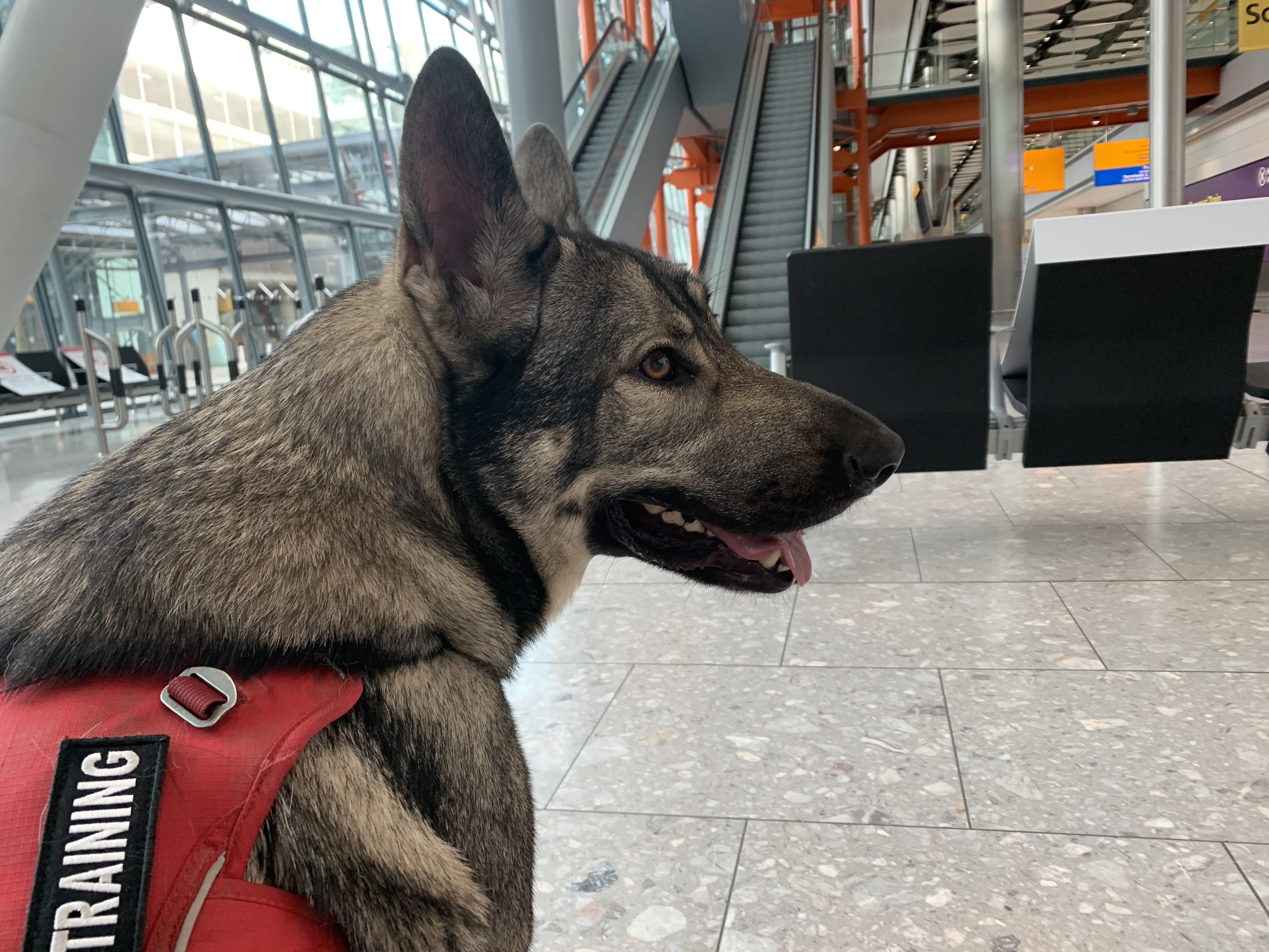 Indie at the airport ready for our international flight together