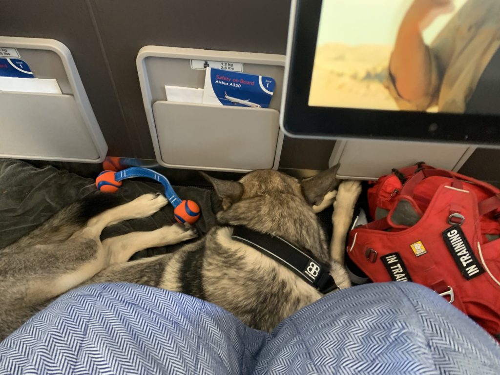 indie the german shepherd on the plane to america, long haul flights are tough on dogs